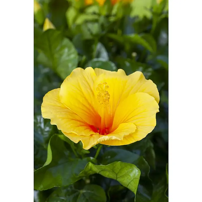 Piardino Garteneibisch -  - Leuchtend gelbe Hibiskusblüte mit orangerotem Zentrum.