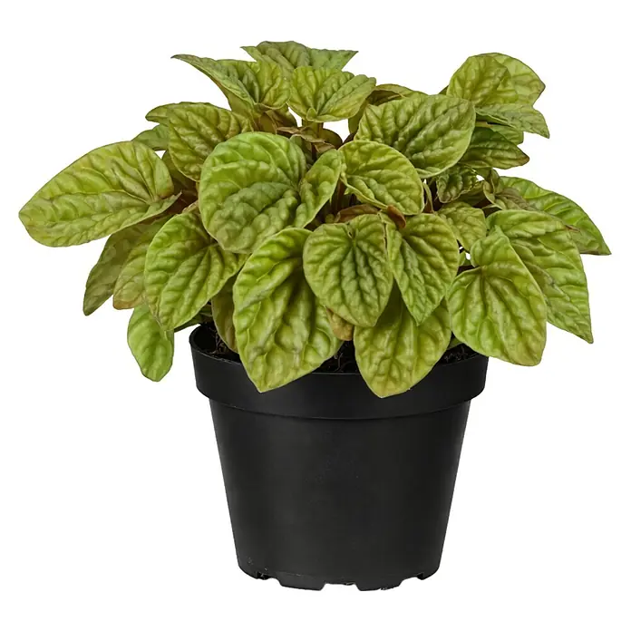 Piardino Zierpfeffer - Peperomia caperata ‘Quito Lime®’, Topfgröße: 12 cm, Grün/Rot - Grüne Topfpflanze mit strukturierten Blättern.