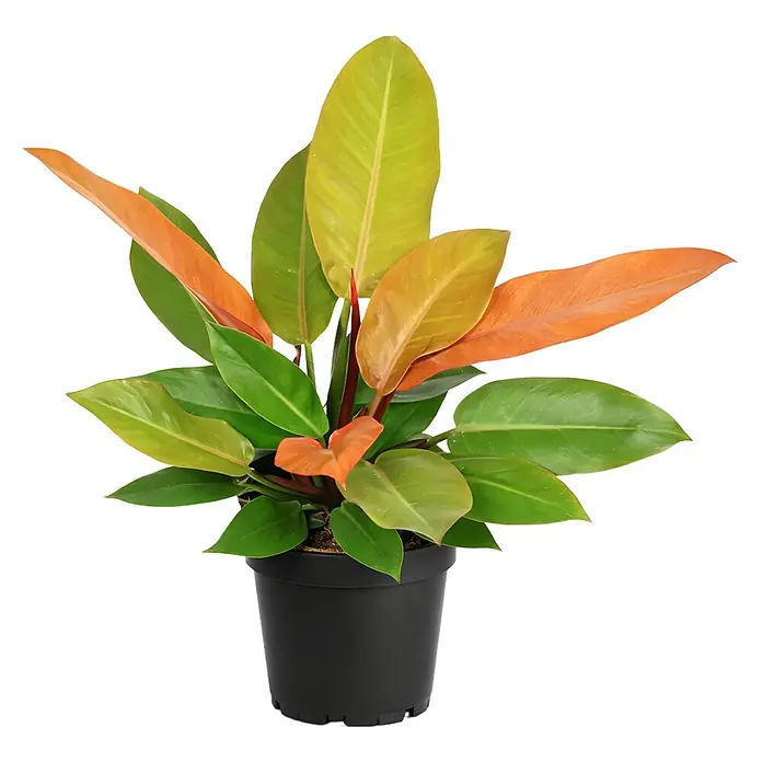 Piardino Baumfreund - Philodendron hybriden 'Prince of Orange', Topfgröße: 17 cm - Bunte Pflanze in schwarzem Topf mit grünen, gelben und orangefarbenen Blättern.