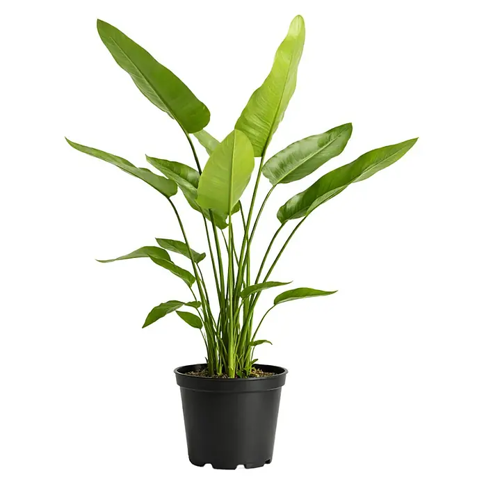 Baumstrelitzie - Strelitzia nicolai, Topfgröße: 33 cm - Eine leuchtend grüne Topfpflanze mit großen Blättern in einem schlichten schwarzen Topf.