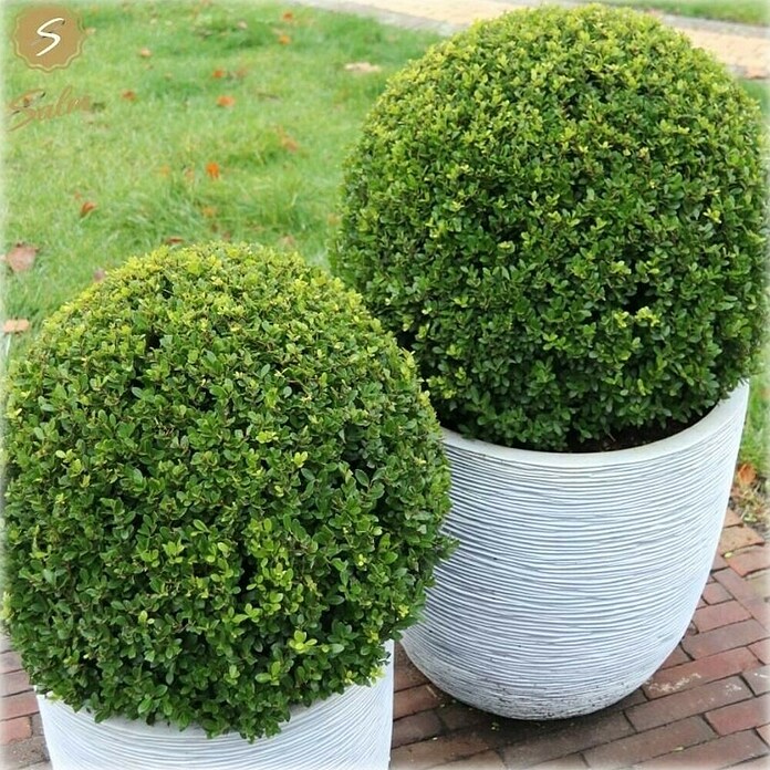 Piardino Bergilex Kugel (Ilex crenata, Topfgröße: 21 cm) | BAUHAUS