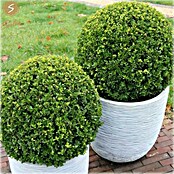 Piardino Bergilex Kugel (Ilex crenata, Topfgröße: 21 cm) | BAUHAUS