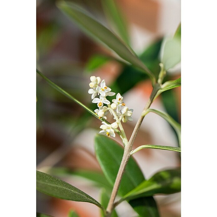 Piardino Olijfboom Miami 20/30 (Olea europaea, Potmaat: 35 cm, Actuele groeihoogte: 180 cm) | BAUHAUS