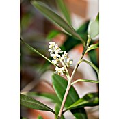 Piardino Olijfboom Miami 20/30 (Olea europaea, Potmaat: 35 cm, Actuele groeihoogte: 180 cm) | BAUHAUS