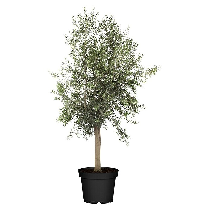 thuja smaragd groß kaufen Thuja occidentalis 'Smaragd' Konifere (Lebensbaum) | 60-80 cm mit  Wurzelballen