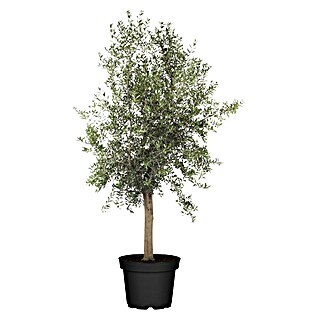 Piardino Olijfboom Miami 20/30 (Olea europaea, Potmaat: 35 cm, Actuele groeihoogte: 180 cm)