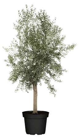 Piardino Olivenbaum XXL StU 20/30 - Olea europaea Miami, Topfgre: 35 cm,  Aktuelle Wuchshhe: 180 cm online kaufen bei BAUHAUS