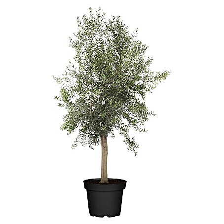 Piardino Olivenbaum XXL StU 20/30 - Olea europaea Miami, Topfgre: 35 cm,  Aktuelle Wuchshhe: 180 cm online kaufen bei BAUHAUS