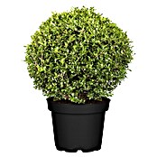 Piardino Bergilex Kugel (Ilex crenata, Topfgröße: 21 cm) | BAUHAUS