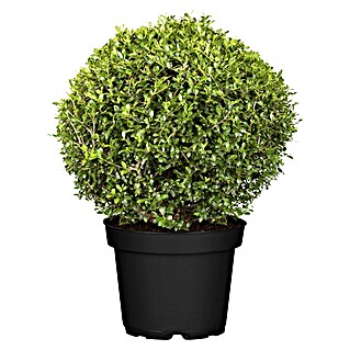 Piardino Bergilex Kugel (Ilex crenata, Topfgröße: 21 cm)