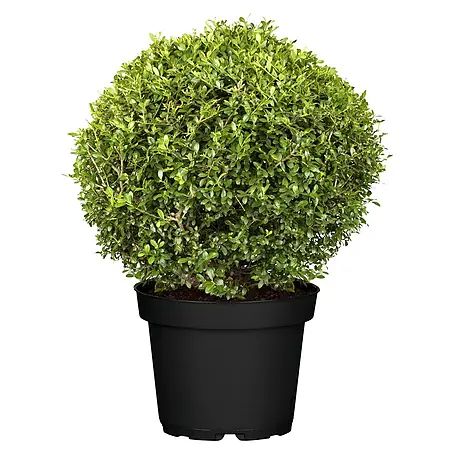 Piardino  Bergilex Kugel