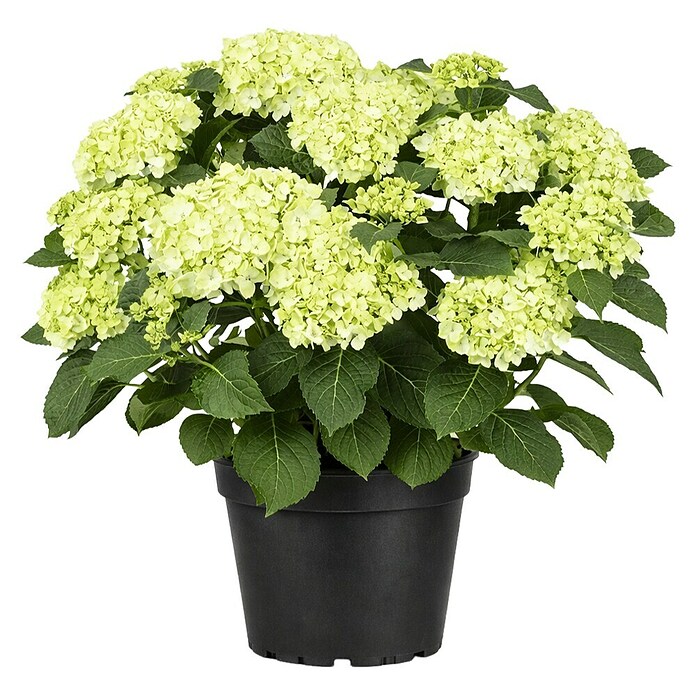 Hydrangea aspera 8 Macrophylla