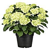 Hydrangea aspera 8 Macrophylla