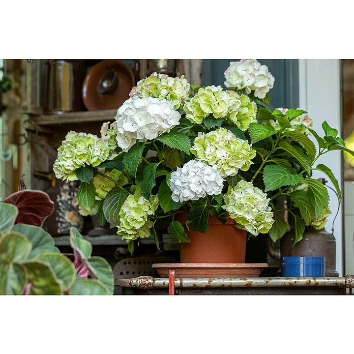 Hydrangea aspera 8 Macrophylla