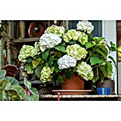 Hydrangea aspera 8 Macrophylla