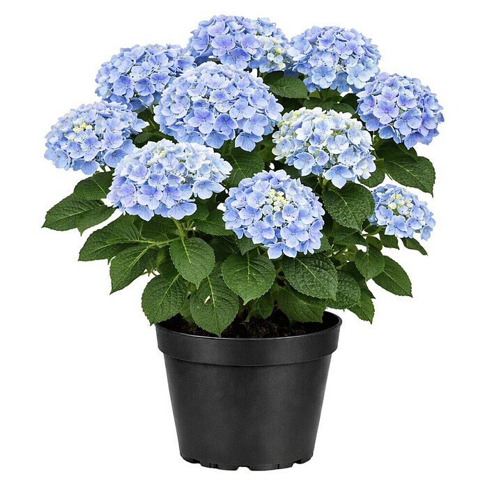 Hydrangea aspera 8 Macrophylla