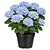 Hydrangea aspera 8 Macrophylla