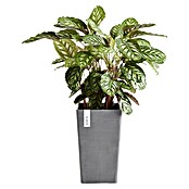 Ecopots Rotterdam Pflanzsäule eckig (Außenmaß (L x B x H): 30 x 30 x 50 cm, Kunststoff, Grau) | BAUHAUS