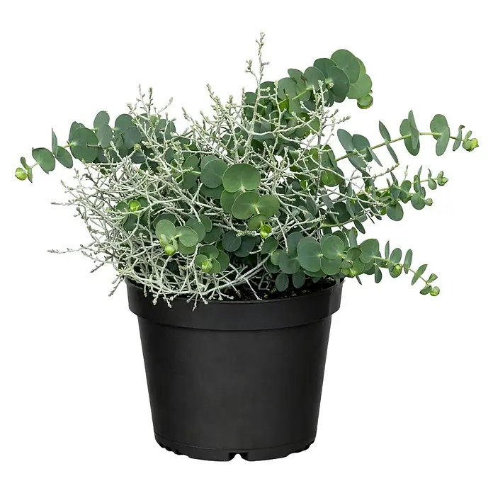 Piardino Eukalyptus mit Calocephalus - Topfgröße: 13 cm - Schwarzer Topf mit einer Pflanze mit runden grünen und feinen silbergrauen Blättern.