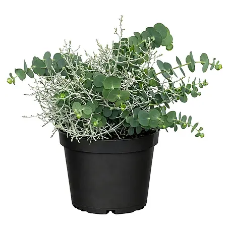 Piardino  Eukalyptus mit Calocephalus