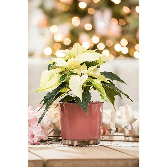 Piardino Weihnachtsstern - Euphorbia pulcherrima, Topfgröße: 14 cm, Weiß - Weiße Poinsettie mit grünen Blättern in einem rosafarbenen Topf, in festlicher Umgebung.