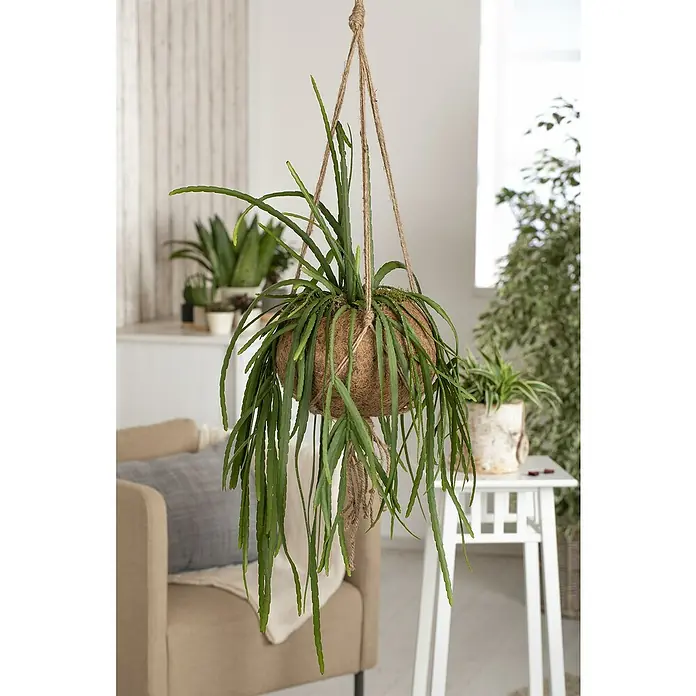 Piardino Kaktus - Lepismium bolivianum, Topfgröße: 19 cm - Hängende Grünpflanze mit langen, segmentierten Blättern in einem runden, braunen Kokosfasertopf mit Juteseilaufhängung.