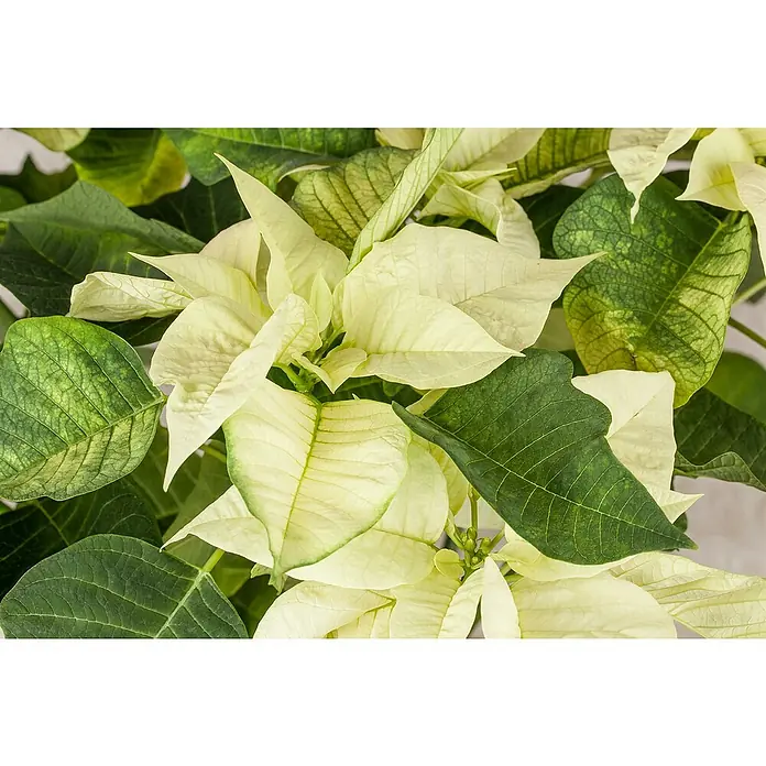 Piardino Weihnachtsstern - Euphorbia pulcherrima, Topfgröße: 14 cm, Weiß - Cremefarbene Weihnachtssternpflanze mit üppigem, hellgelbem und grünem Laub.