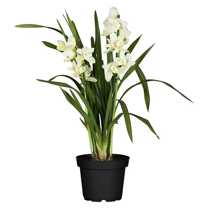 Piardino Dendrobie - Dendrobium nobile, Topfgröße: 12 cm, Weiß - Getopfte weiße Orchidee mit grünen Blättern in einem schwarzen Topf.