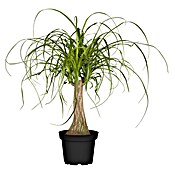 Beaucarnea recurvata19