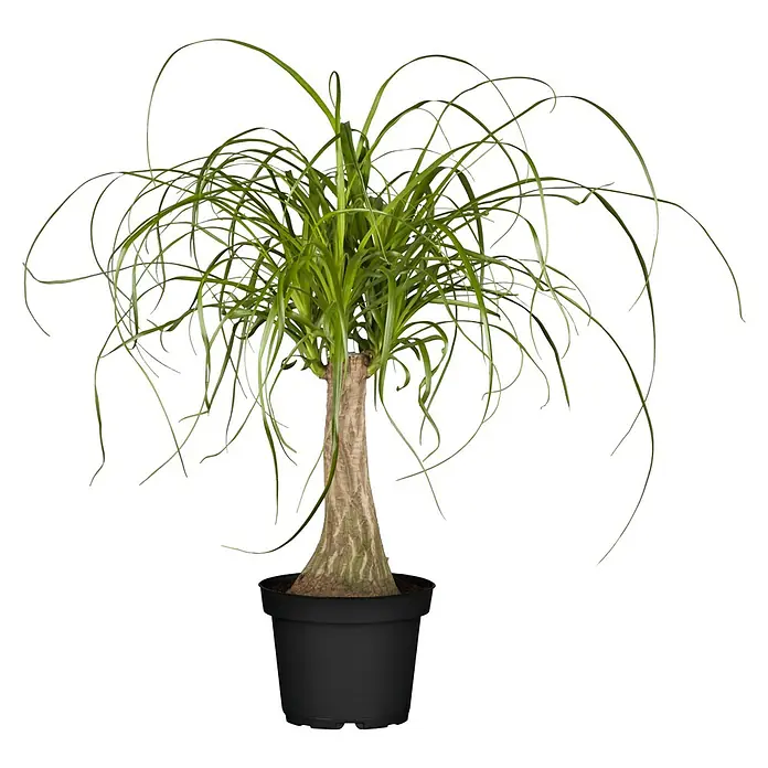 Piardino Elefantenfuß - Beaucarnea recurvata, Topfgröße: 17 cm, Aufrecht - Eine lebendige Ponyschwanzpalme mit langen grünen Blättern und einem knollenförmigen braunen Stamm in einem schlichten schwarzen Topf.