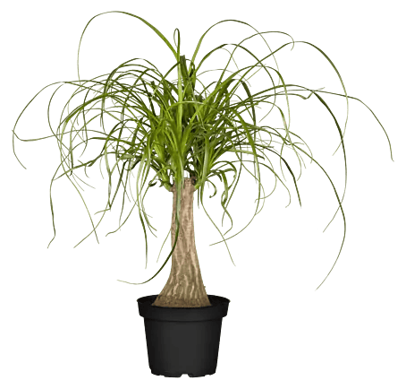 Piardino Elefantenfu - Beaucarnea recurvata, Topfgre: 17 cm, Aufrecht  online kaufen bei BAUHAUS