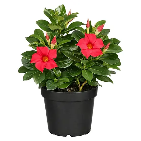 Piardino  Dipladenia Summer Star