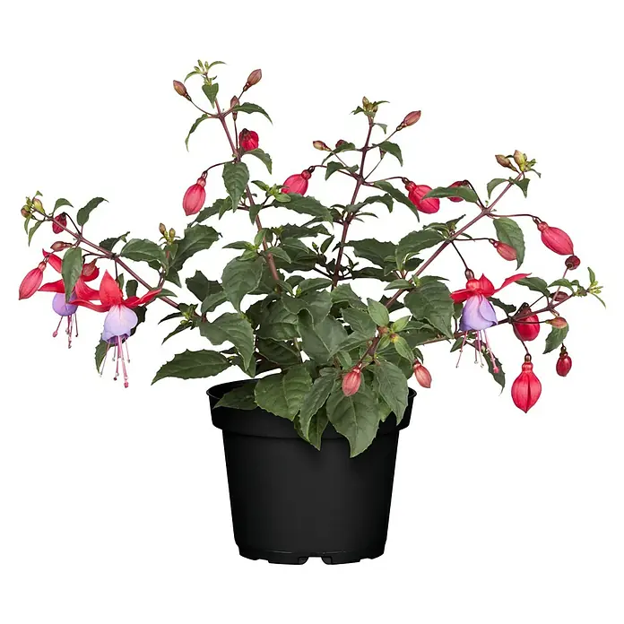 Piardino Fuchsie Stehend - Fuchsia Hybride, Topfgröße: 12 cm, Blütenfarbe: Mehrfarbig - Lebendige Fuchsie mit rosa und lila Blüten in einem schwarzen Topf.