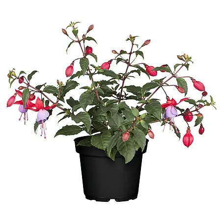Piardino  Fuchsie Stehend