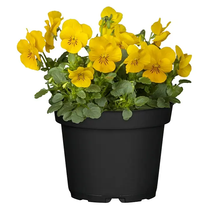 Piardino Garten-Stiefmütterchen - Viola cornuta, Topfgröße: 14 cm, in Farben gemischt - Helle gelbe Stiefmütterchen mit grünen Blättern in einem runden schwarzen Kunststoff-Pflanztopf.