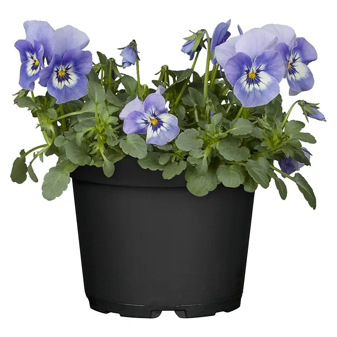 Piardino Garten-Stiefmütterchen - Viola cornuta, Topfgröße: 14 cm, in Farben gemischt - Lila Stiefmütterchen in einem schwarzen Topf.