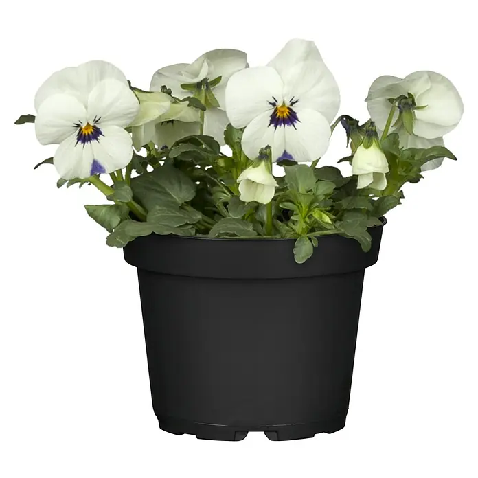 Piardino Garten-Stiefmütterchen - Viola cornuta, Topfgröße: 14 cm, in Farben gemischt - Weiße Stiefmütterchen mit lila Zentren in einem schwarzen Kunststofftopf.
