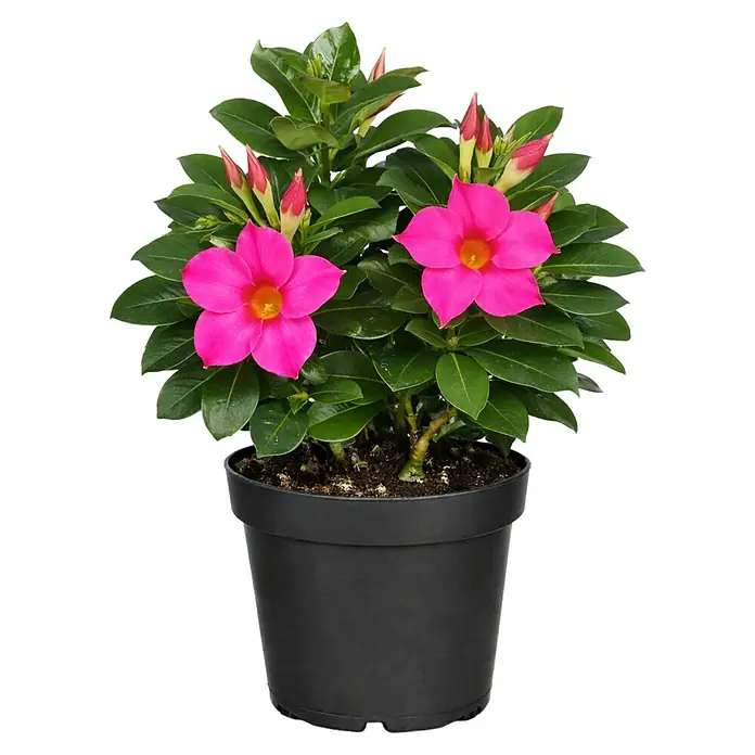Piardino Dipladenia Summerstar Neon