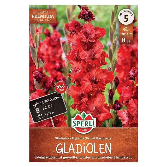 Sperli Blumenzwiebeln Gladiole Velvet Raspberry (Gladiolus, Rot) | BAUHAUS