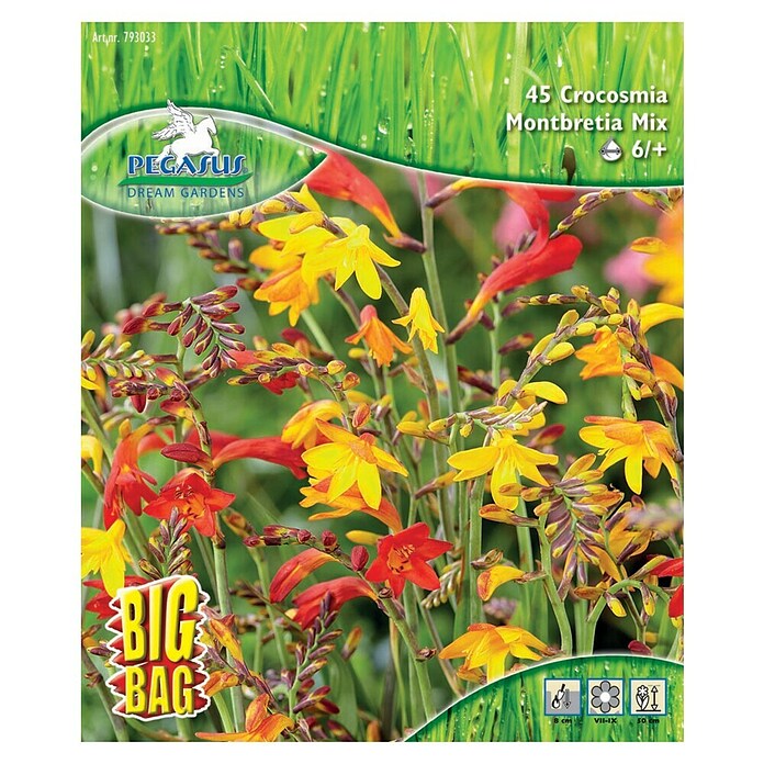 Sperli Blumenzwiebeln Montbretien Mischung (Crocosmia x crocosmiflora, Mehrfarbig) | BAUHAUS