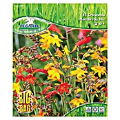Sperli Blumenzwiebeln Montbretien Mischung (Crocosmia x crocosmiflora, Mehrfarbig) | BAUHAUS