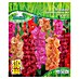 Sperli Blumenzwiebeln Gladiole Summerharmony Mix 