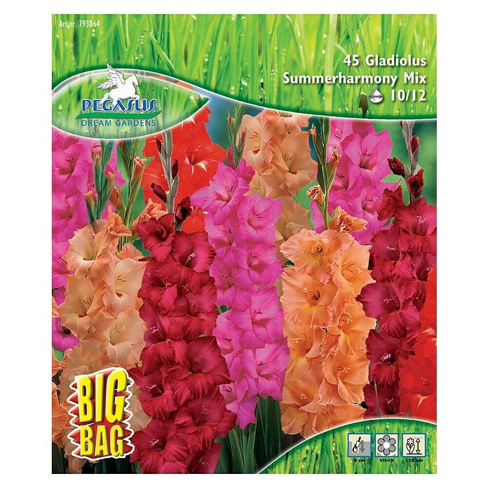 Sperli Blumenzwiebeln Gladiole Summerharmony Mix (Gladiolus hybrids, Mehrfarbig) | BAUHAUS