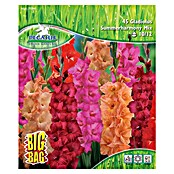 Sperli Blumenzwiebeln Gladiole Summerharmony Mix (Gladiolus hybrids, Mehrfarbig) | BAUHAUS