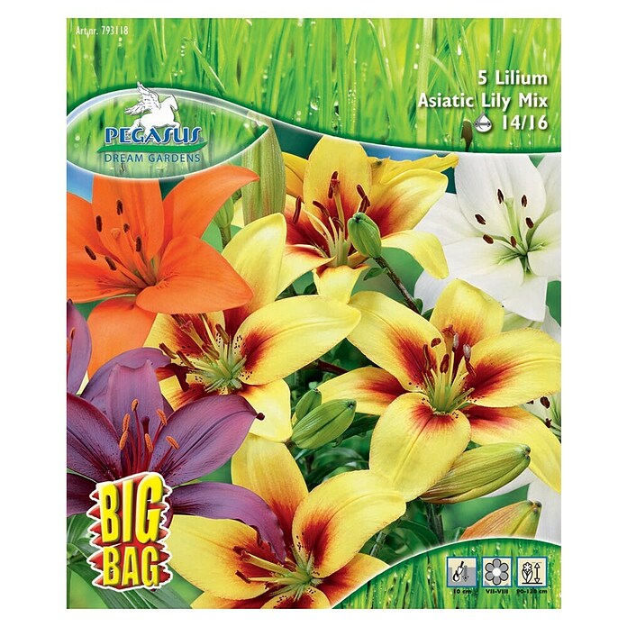 Sperli Blumenzwiebeln Asiatische Lilie Mischung (Lilium hybrids, Mehrfarbig) | BAUHAUS