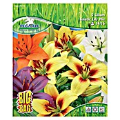 Sperli Blumenzwiebeln Asiatische Lilie Mischung (Lilium hybrids, Mehrfarbig) | BAUHAUS
