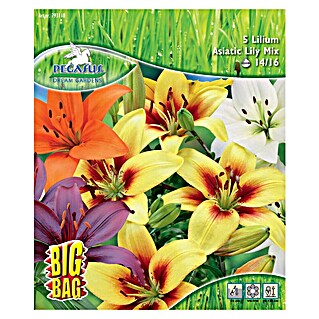 Sperli Blumenzwiebeln Asiatische Lilie Mischung (Lilium hybrids, Mehrfarbig)