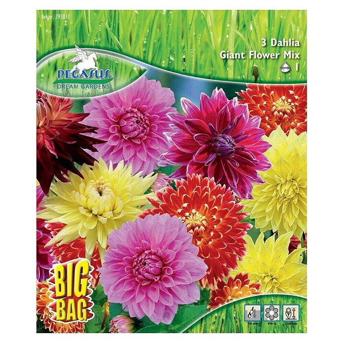 Sperli Blumenzwiebeln Riesenblütige Dahlienmischung (Dahlia hybrids, Mehrfarbig) | BAUHAUS
