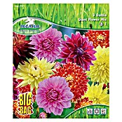 Sperli Blumenzwiebeln Riesenblütige Dahlienmischung (Dahlia hybrids, Mehrfarbig) | BAUHAUS