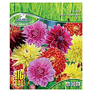 Sperli Blumenzwiebeln Riesenblütige Dahlienmischung (Dahlia hybrids, Mehrfarbig)